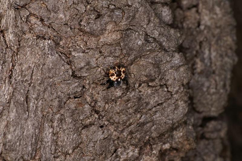 Araneus_ZZ411_D5527_Z_88_Lake Broadwater_Australie.jpg